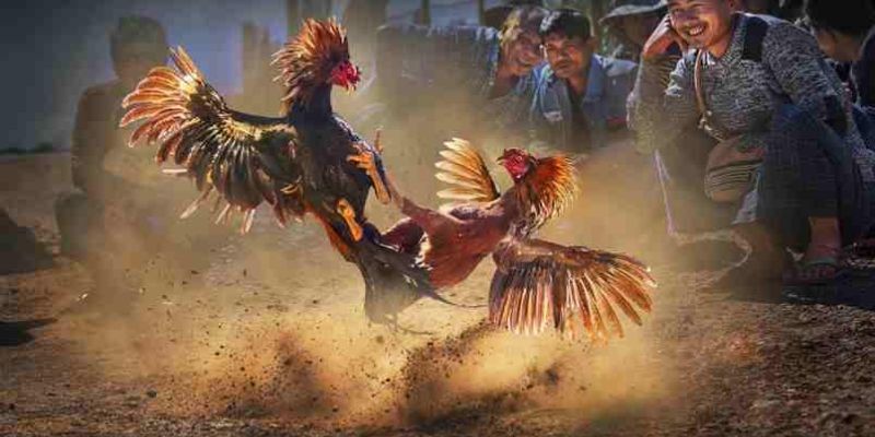 Một số quy định trong đá gà cựa sắt tại SKY88