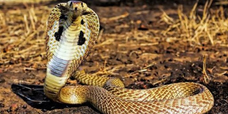 Mơ nhìn thấy rắn hổ mang 3 đầu là điềm báo xấu
