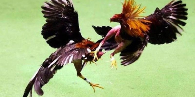 Những ưu điểm nổi trội đá gà cựa sắt SKY88 ưa chuộng đến vậy?